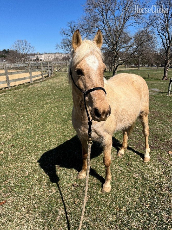 "Tilly" Palomino Mare Welsh Pony in Pennsylvania