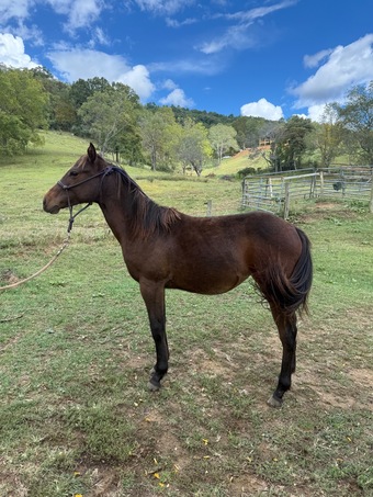 "Granites First Shot" Bay Mare Quarter Horse