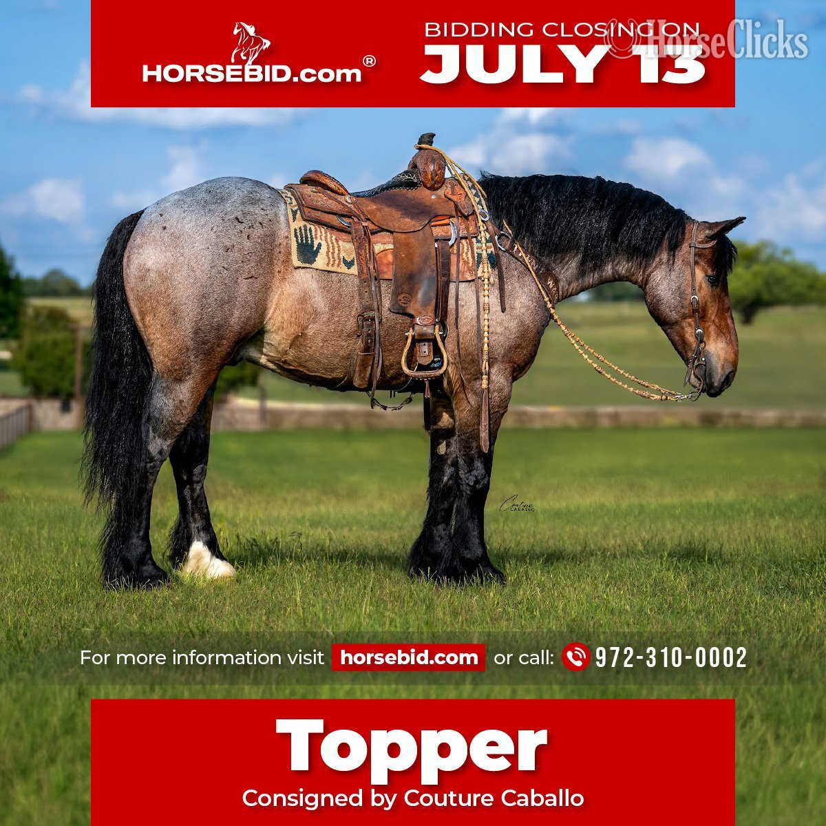 "Topper " Bay Roan Gelding Draft in Texas