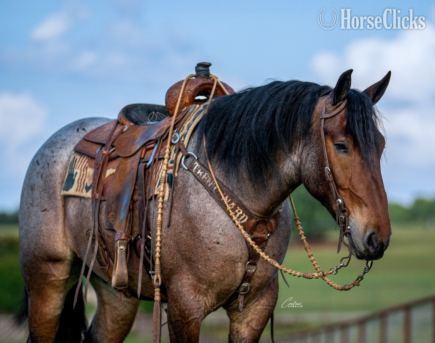 "Topper " Bay Roan Gelding Draft