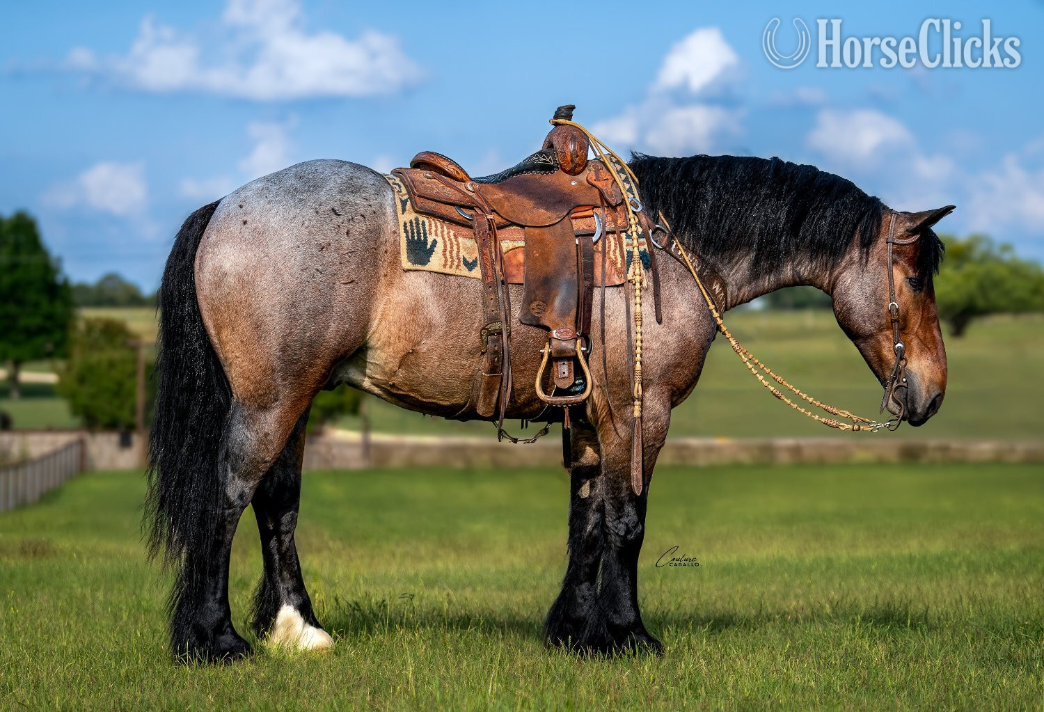 Texas "Topper " Bay Roan Gelding Draft