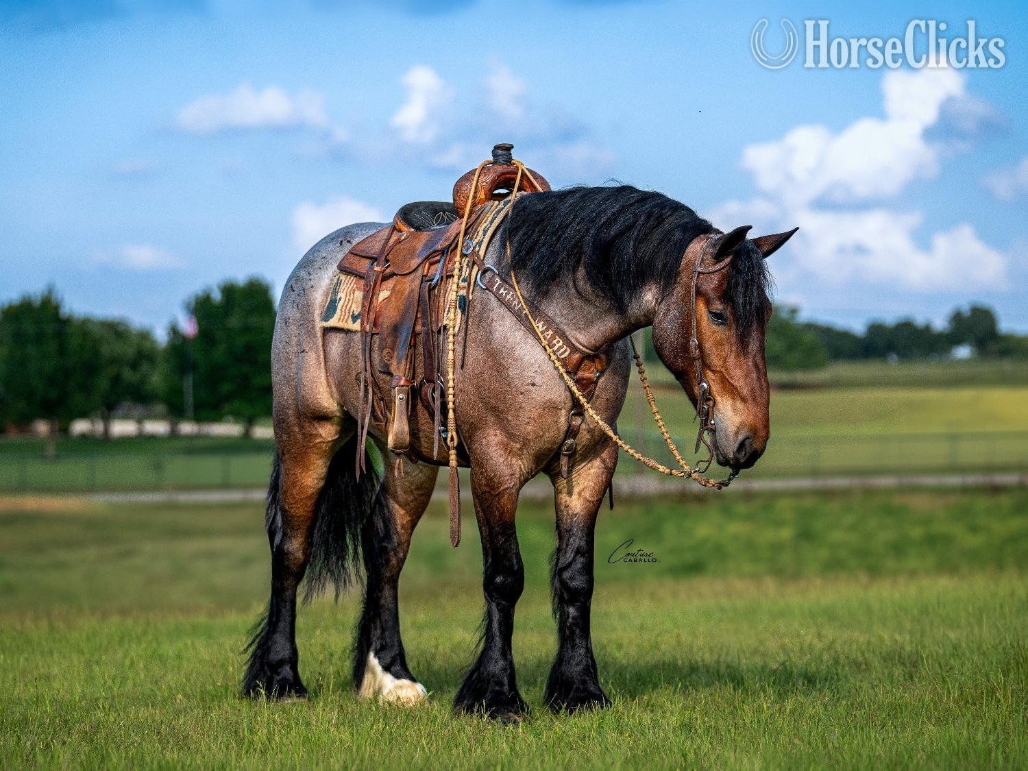 "Topper " Bay Roan Gelding Draft - Draft in Texas