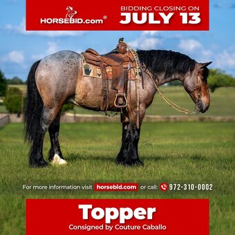 "Topper " Bay Roan Gelding Draft