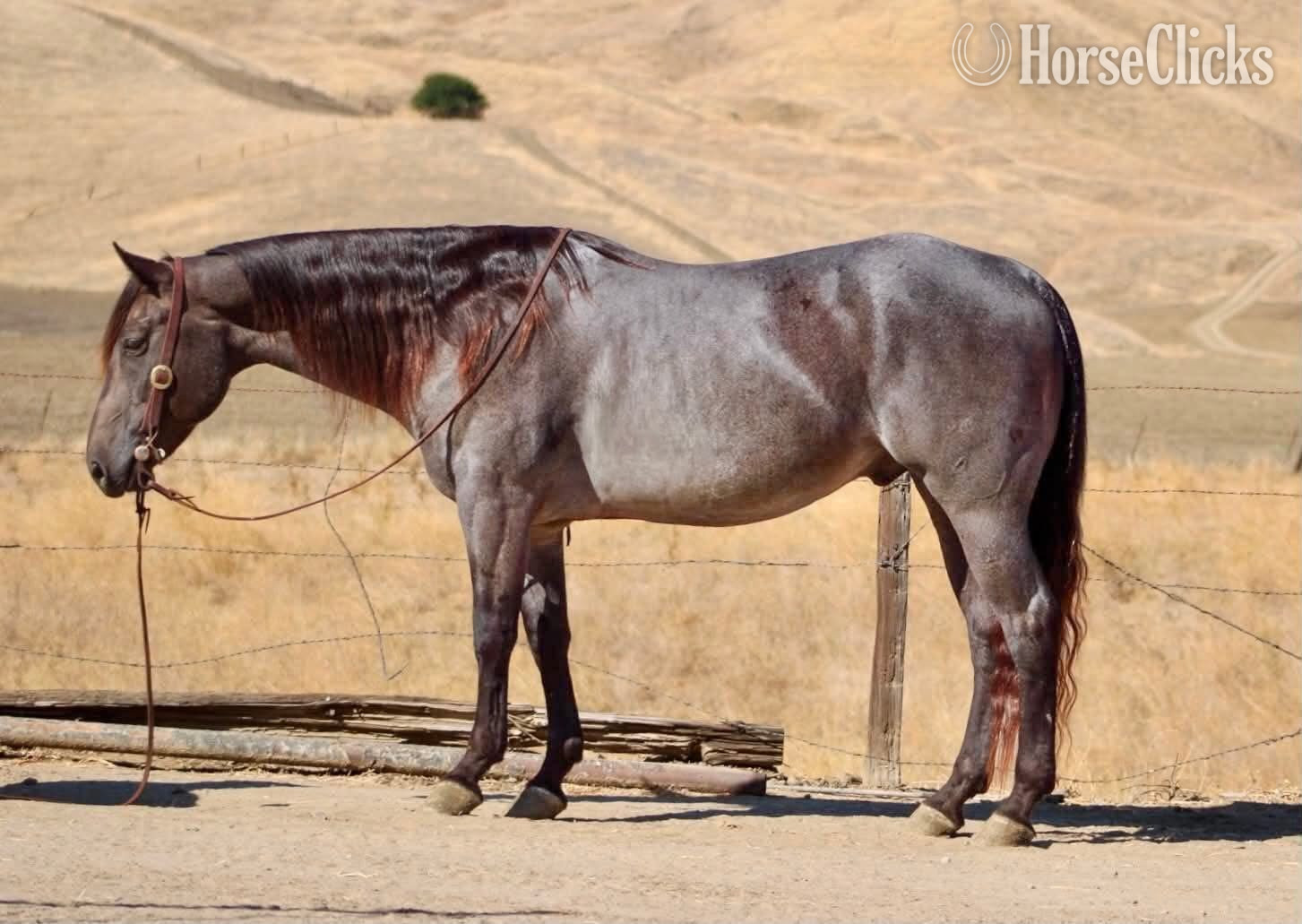 "WRANGLERS A DRIFTER" Buckskin Gelding Quarter Horse in California