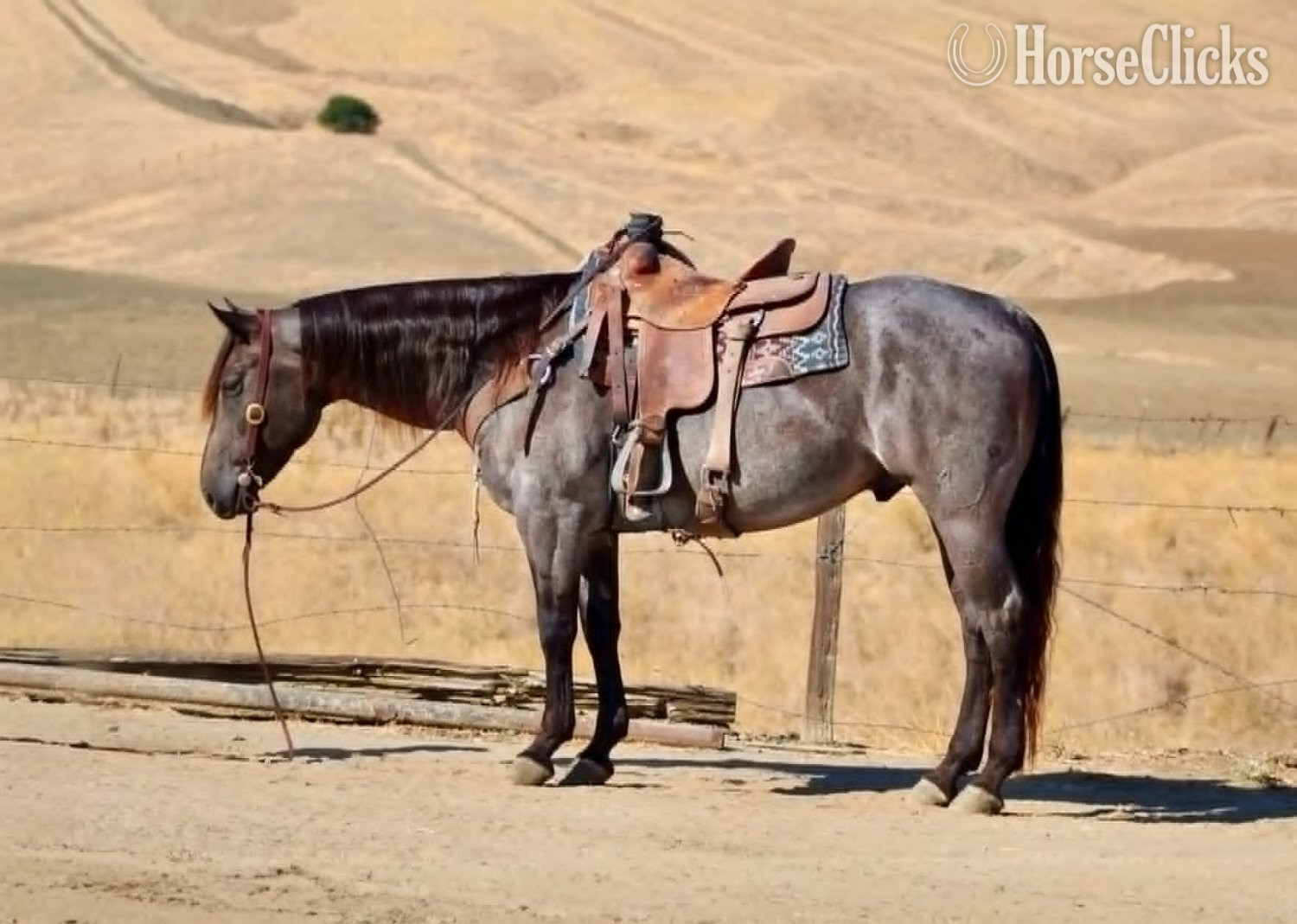 "WRANGLERS A DRIFTER" Buckskin Gelding Quarter Horse