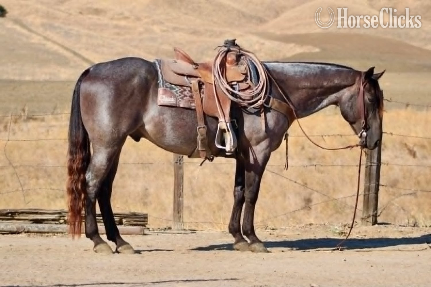 California "WRANGLERS A DRIFTER" Buckskin Gelding Quarter Horse