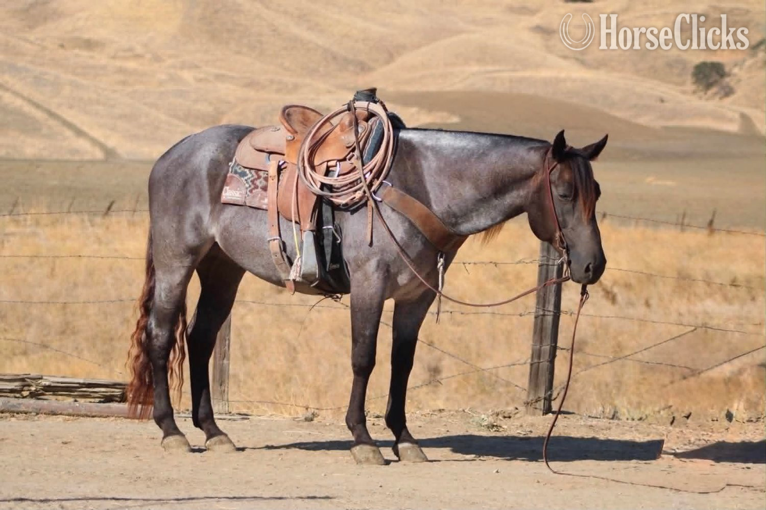 "WRANGLERS A DRIFTER" Buckskin Gelding Quarter Horse - Quarter Horse in California