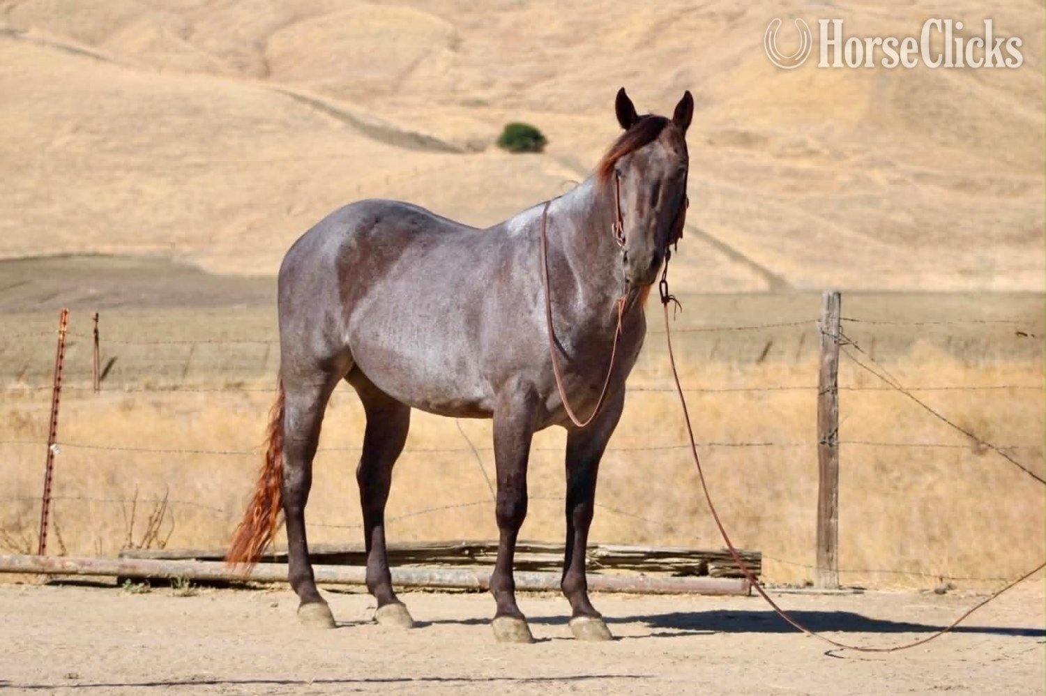 "WRANGLERS A DRIFTER" Buckskin Gelding Quarter Horse - Quarter Horse