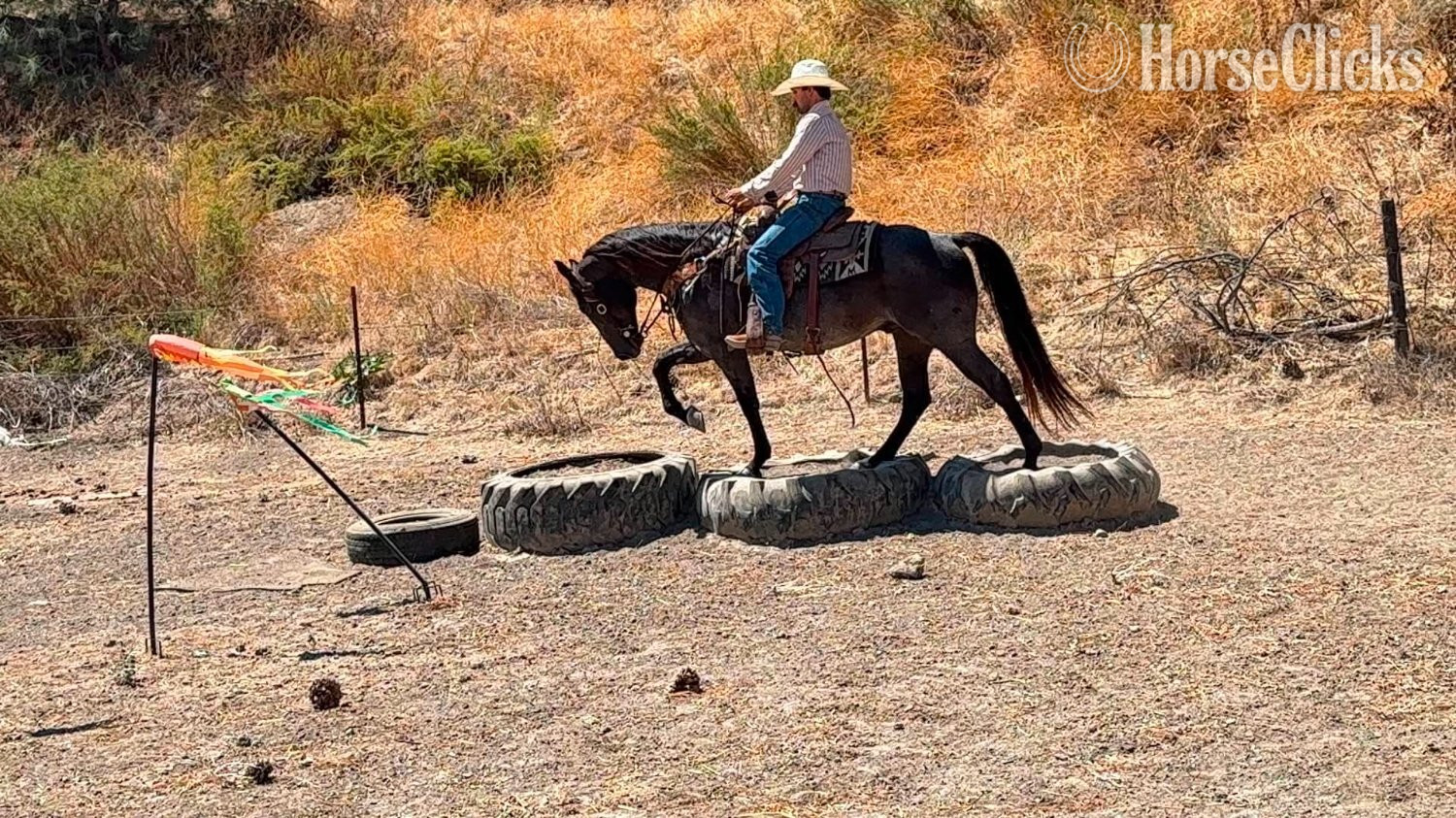 "WRANGLERS A DRIFTER" Buckskin Gelding Quarter Horse California