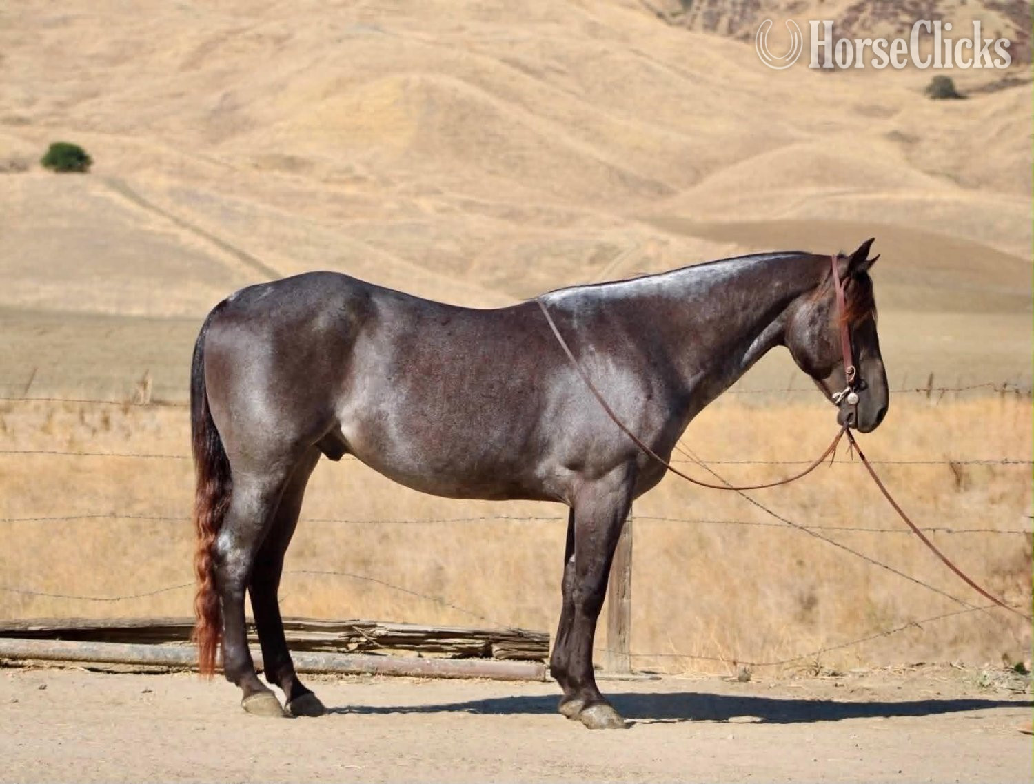 Quarter Horse - "WRANGLERS A DRIFTER" Buckskin Gelding Quarter Horse in California