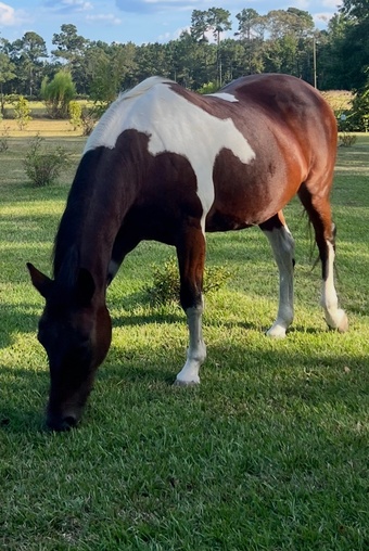 "Arizona " Tabiano Mare Quarter Horse