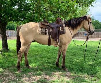 Buckskin Horses For Sale In Texas Horseclicks