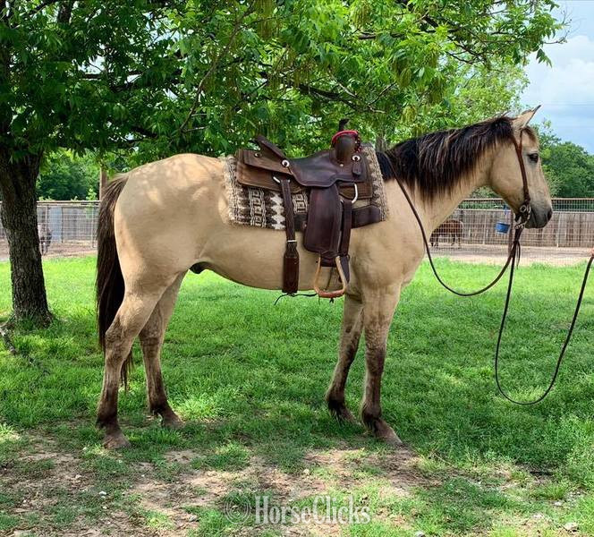 "Tang" Buckskin Gelding Quarter Horse in Texas