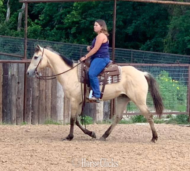 "Tang" Buckskin Gelding Quarter Horse