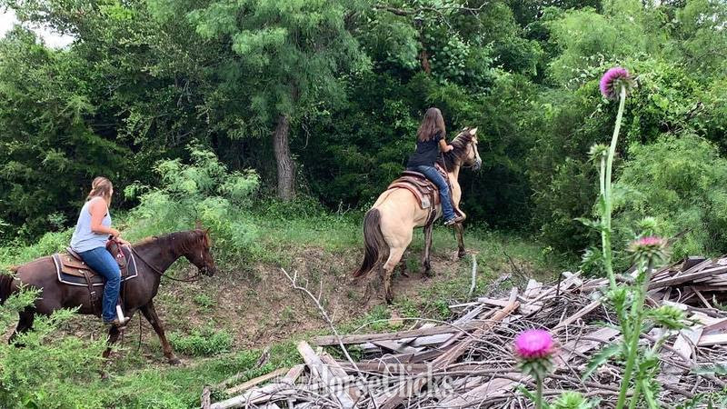 Texas "Tang" Buckskin Gelding Quarter Horse