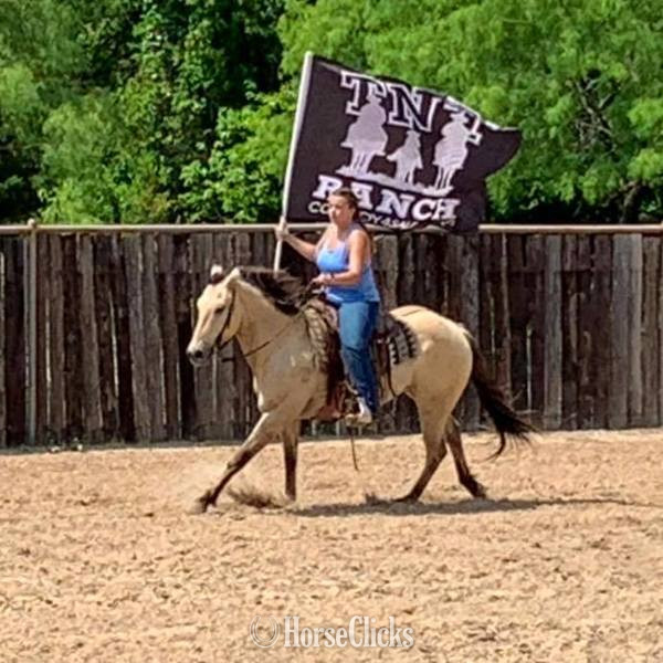 "Tang" Buckskin Gelding Quarter Horse - Quarter Horse in Texas