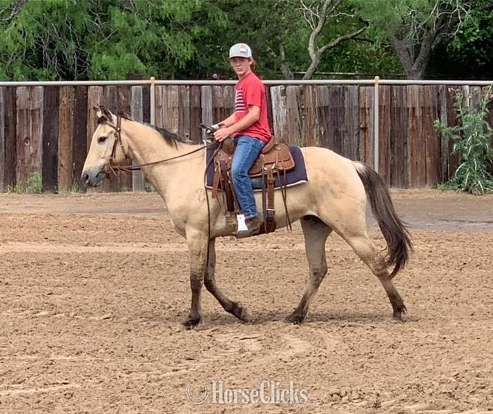 "Tang" Buckskin Gelding Quarter Horse - Quarter Horse