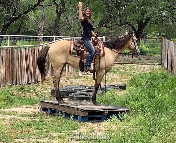 Quarter Horse - "Tang" Buckskin Gelding Quarter Horse in Texas