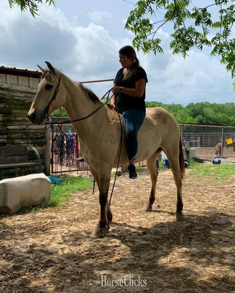 Quarter Horse - "Tang" Buckskin Gelding Quarter Horse