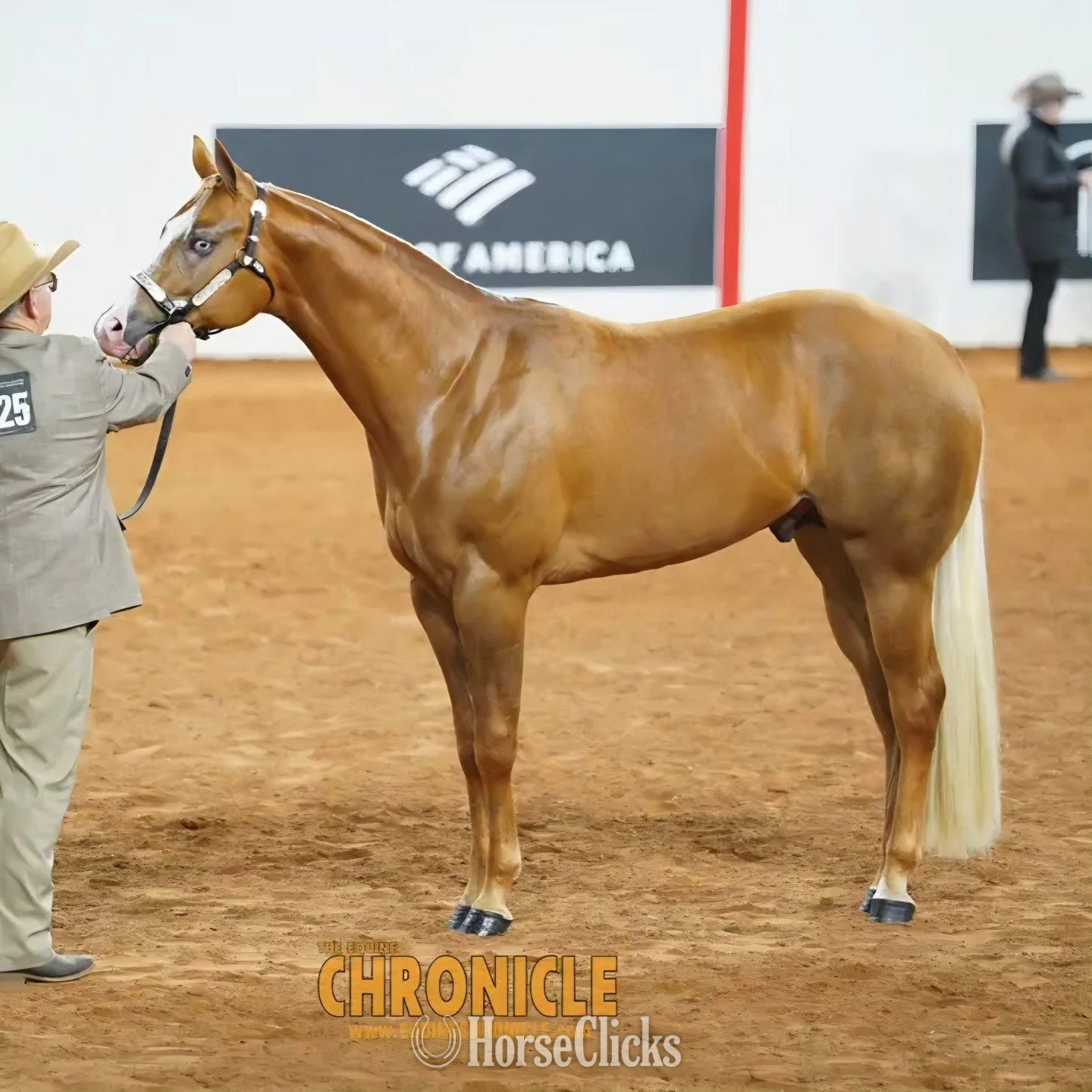 "DE Hes Convincing" Palomino Stallion Quarter Horse in Virginia