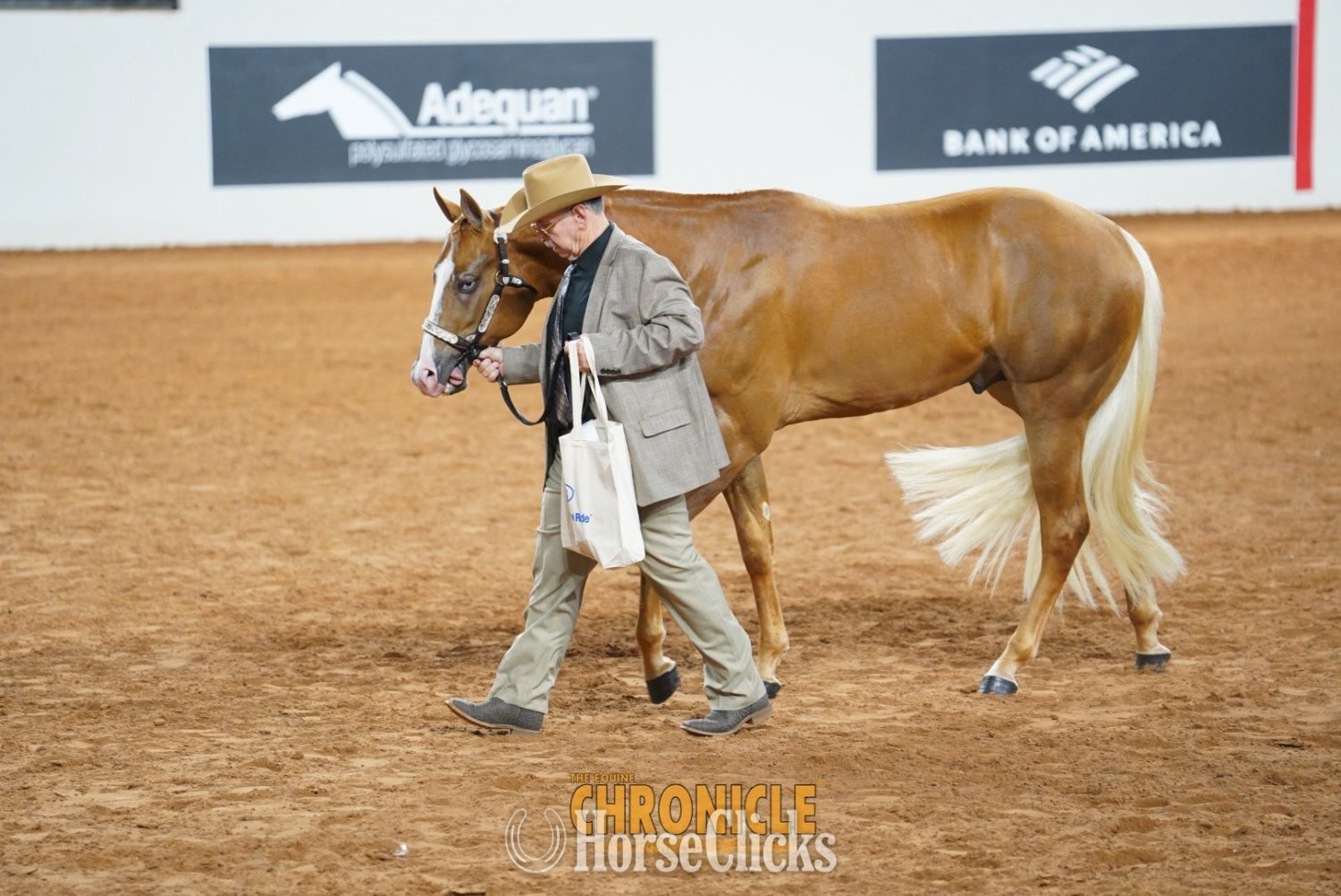 "DE Hes Convincing" Palomino Stallion Quarter Horse