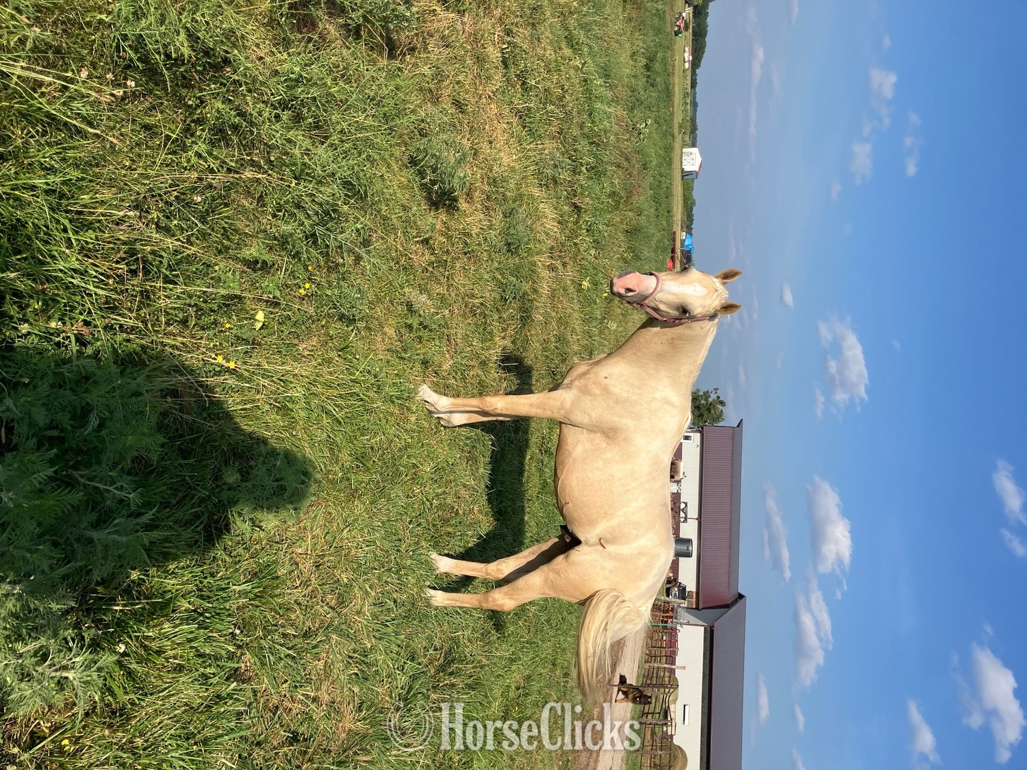 "PVA Pull the Trigger " Palomino Gelding Arabian in Iowa