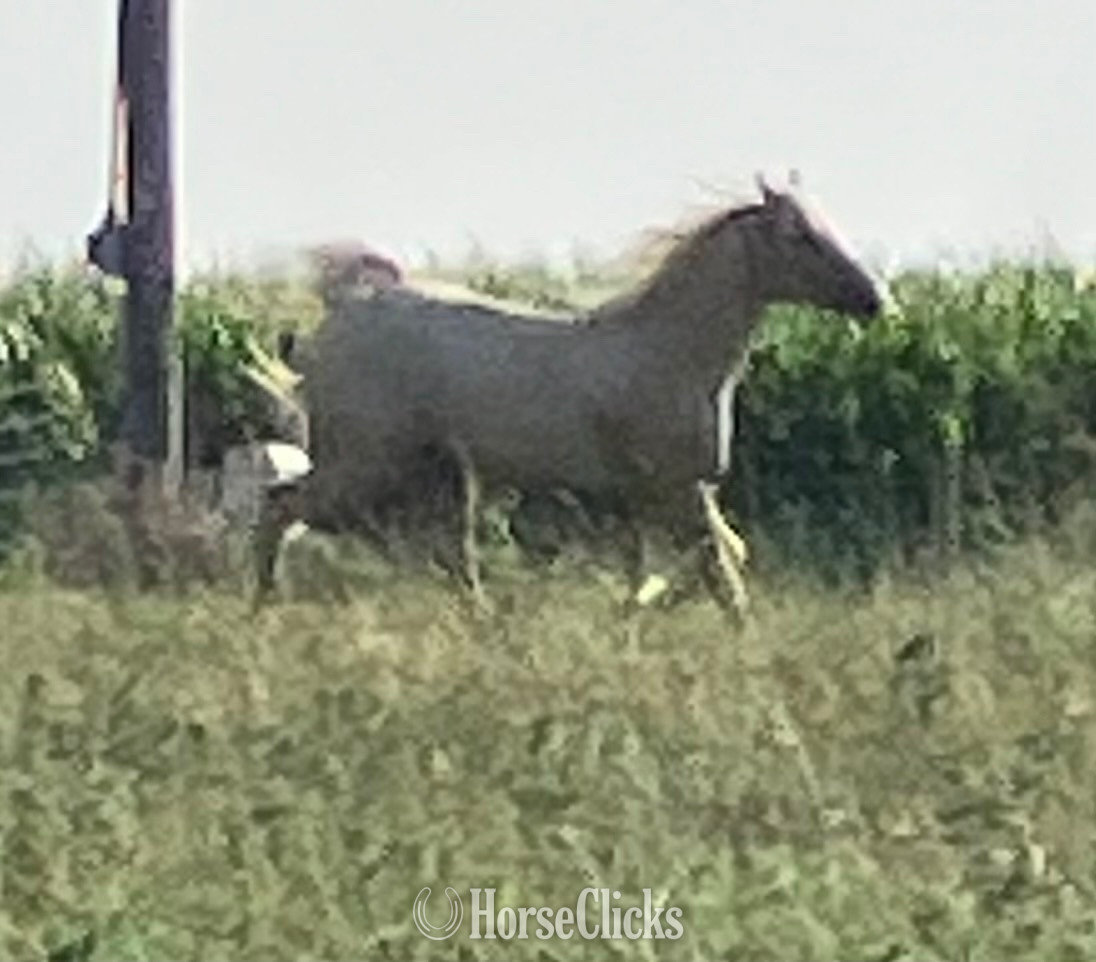 "PVA Pull the Trigger " Palomino Gelding Arabian