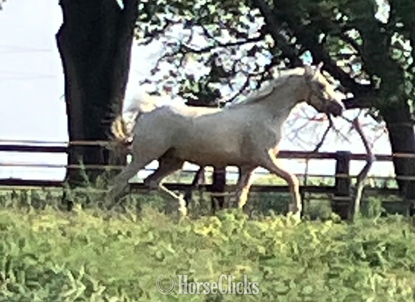 Iowa "PVA Pull the Trigger " Palomino Gelding Arabian