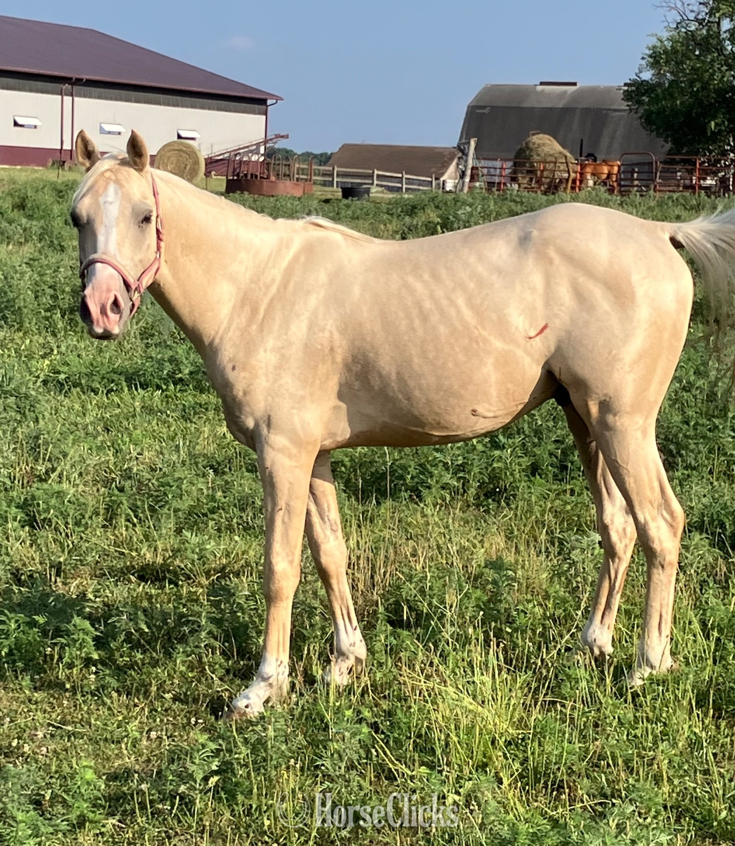 "PVA Pull the Trigger " Palomino Gelding Arabian - Arabian in Iowa