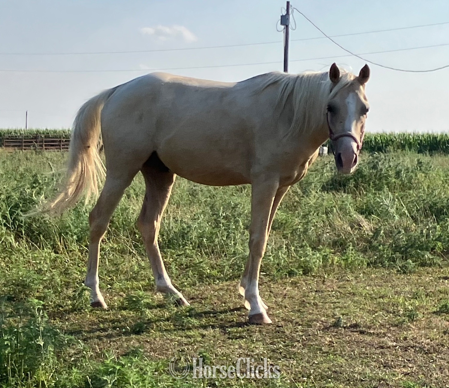 "PVA Pull the Trigger " Palomino Gelding Arabian - Arabian