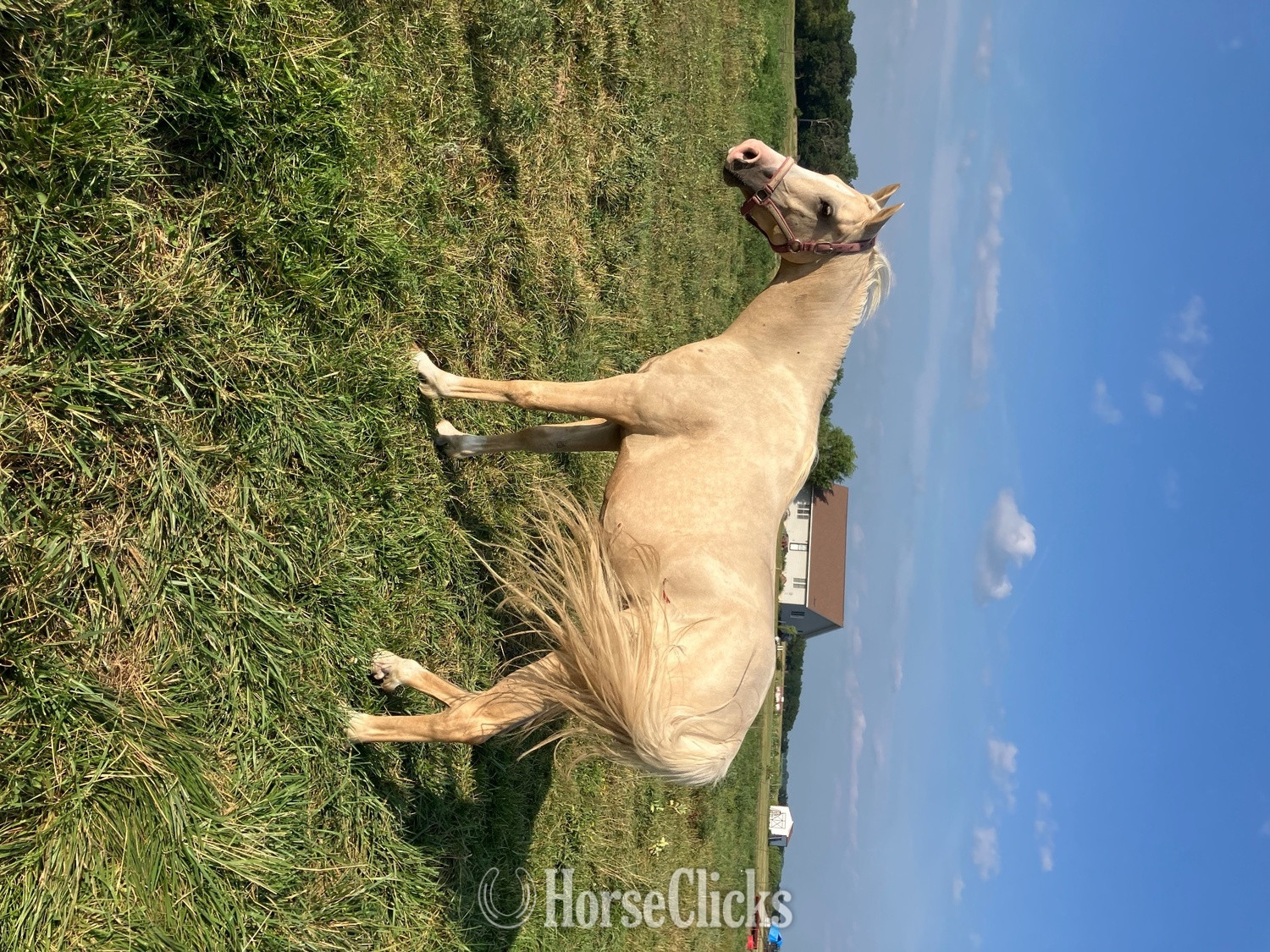 "PVA Pull the Trigger " Palomino Gelding Arabian Iowa