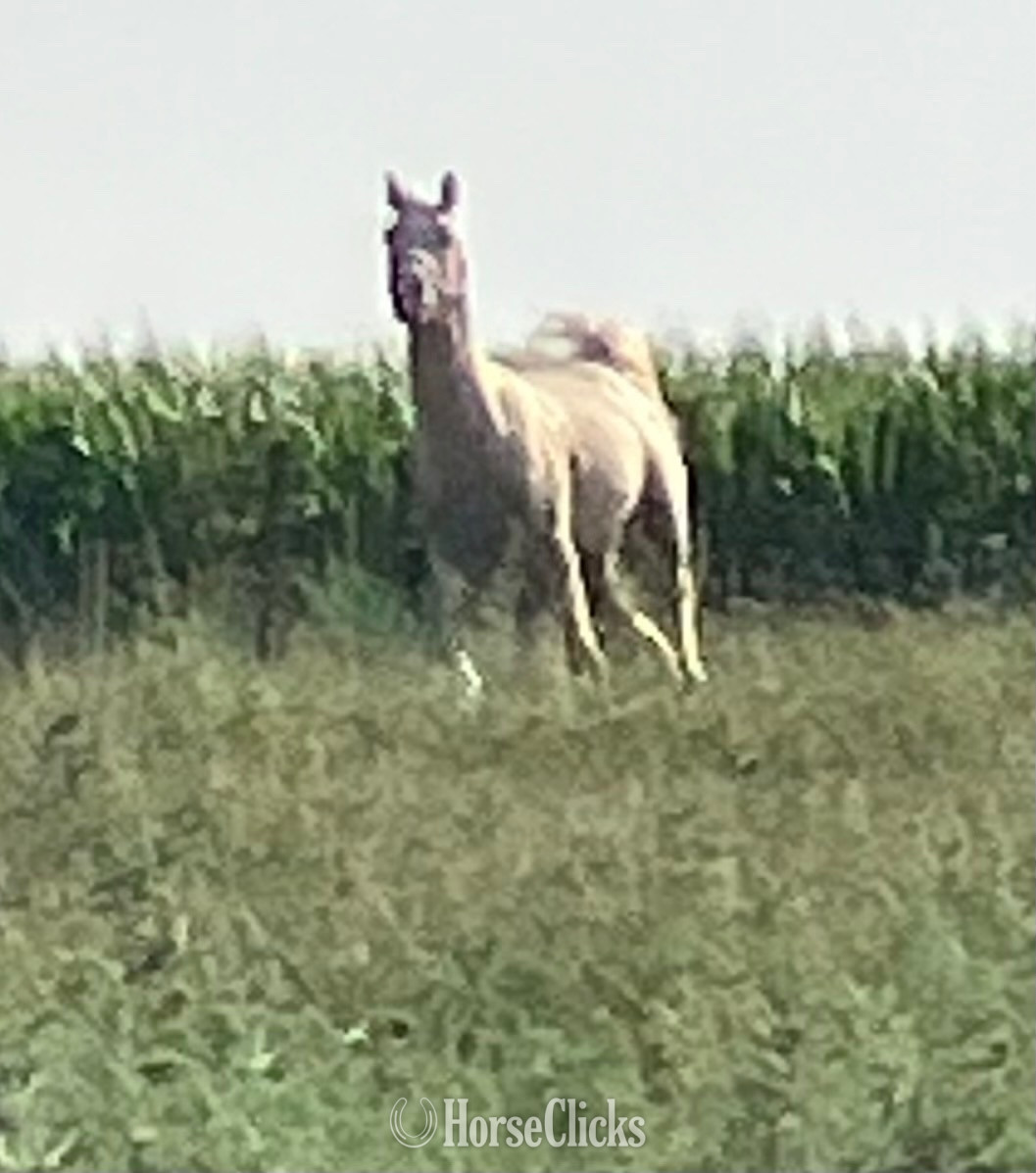 Arabian - "PVA Pull the Trigger " Palomino Gelding Arabian in Iowa