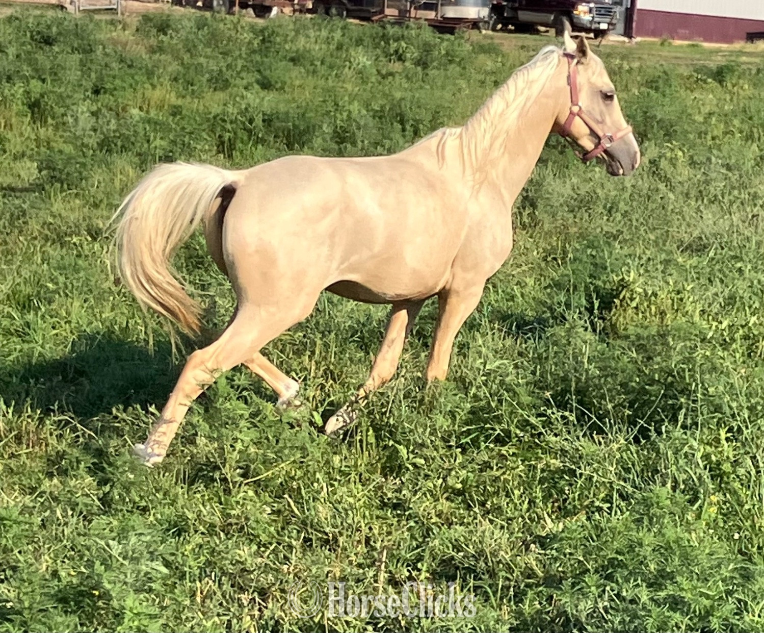 Arabian - "PVA Pull the Trigger " Palomino Gelding Arabian