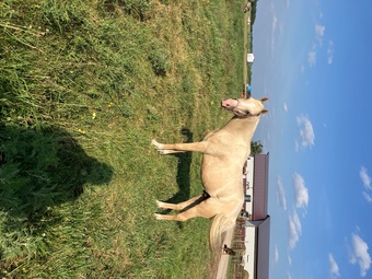 "PVA Pull the Trigger " Palomino Gelding Arabian