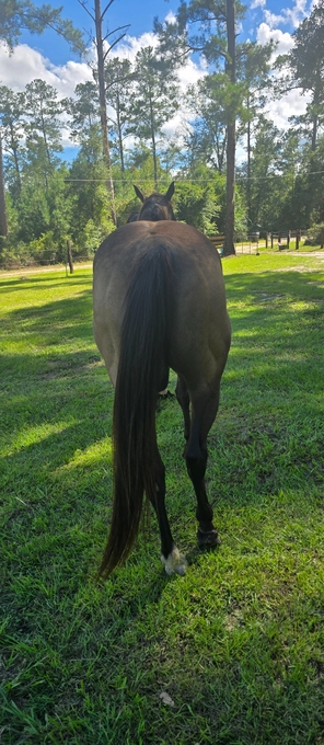 "Biscuit " Chocolate Mare Quarter Horse