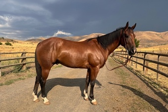 "Rocky’s Streakin Chic" Bay Gelding Quarter Horse