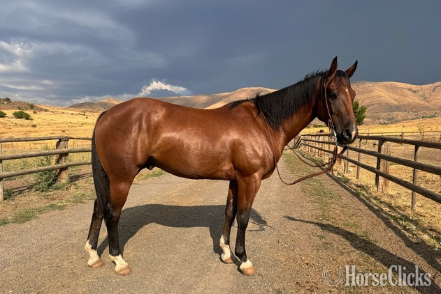 "Rocky’s Streakin Chic" Bay Gelding Quarter Horse in Idaho