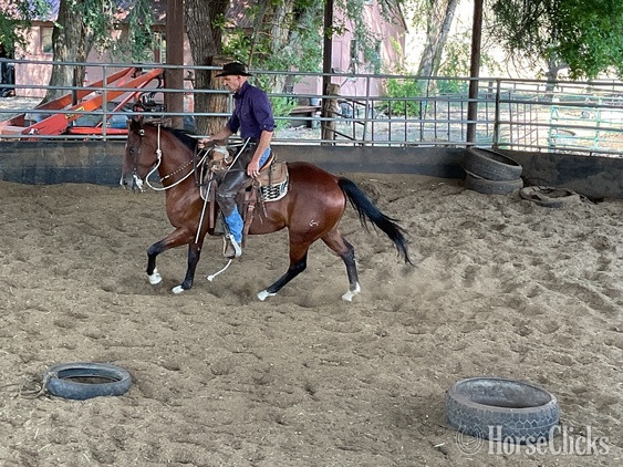 "Rocky’s Streakin Chic" Bay Gelding Quarter Horse