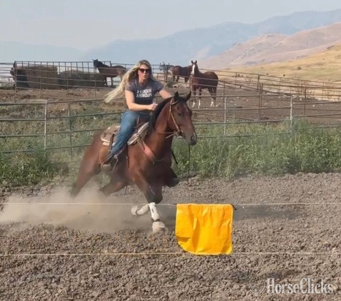 Idaho "Rocky’s Streakin Chic" Bay Gelding Quarter Horse