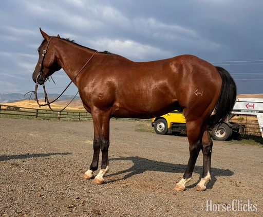 "Rocky’s Streakin Chic" Bay Gelding Quarter Horse - Quarter Horse in Idaho