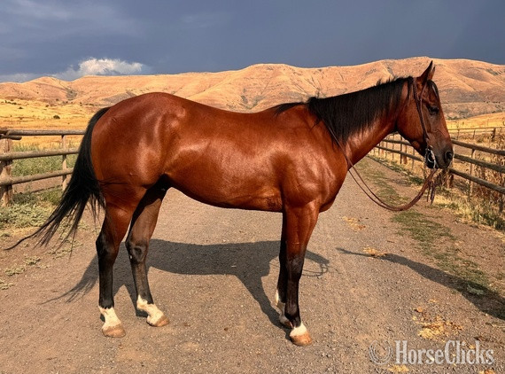 "Rocky’s Streakin Chic" Bay Gelding Quarter Horse - Quarter Horse