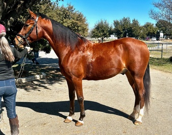 "Theo (TS Felonious Hunk)" Bay Gelding Arabian Cross