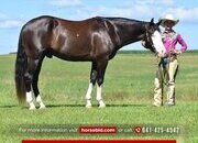 "Enzo" Black Gelding Paint