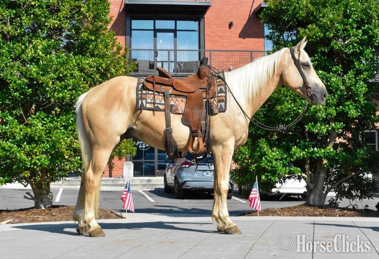 "AXLE" Palomino Gelding Quarter Horse in Tennessee