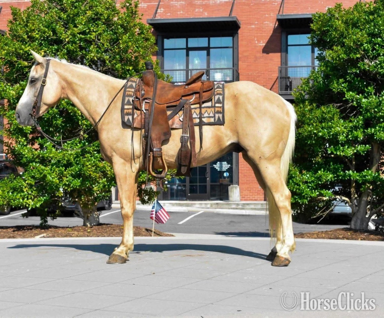 "AXLE" Palomino Gelding Quarter Horse