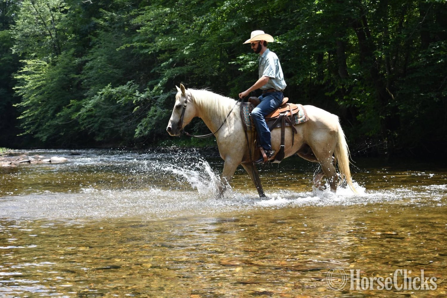 Tennessee "AXLE" Palomino Gelding Quarter Horse