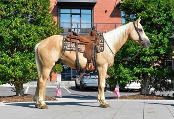 "AXLE" Palomino Gelding Quarter Horse