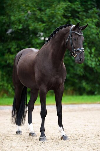 "Black" Black Gelding Dutch Warmblood