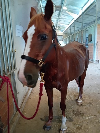 "Fays Jet " Sorrel Mare Quarter Horse
