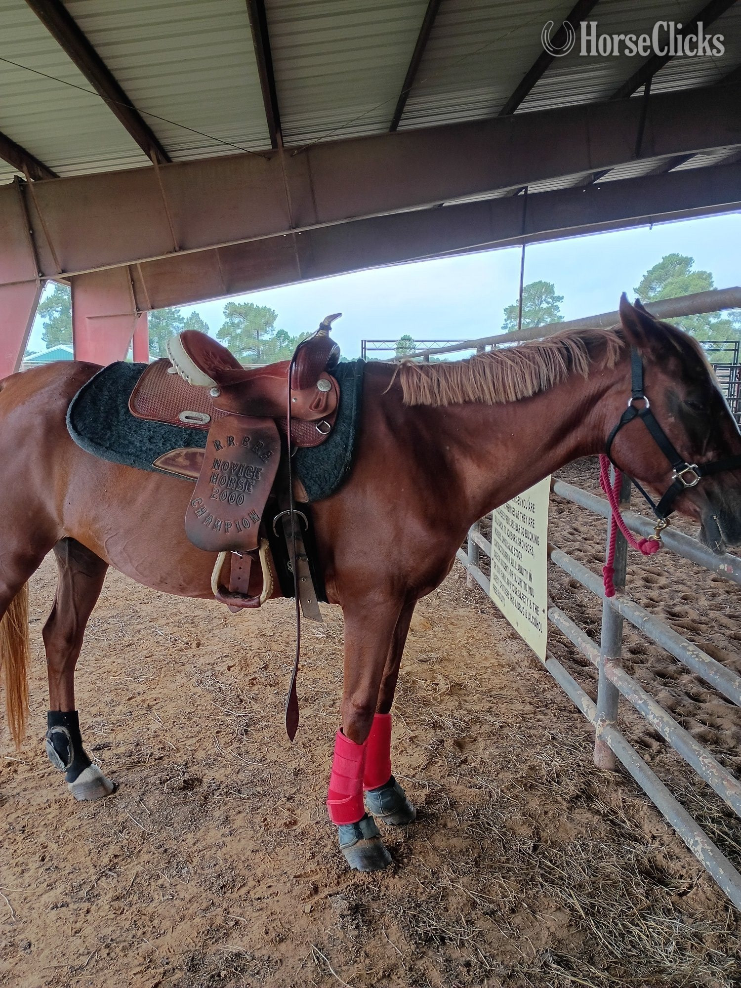 "Fays Jet " Sorrel Mare Quarter Horse